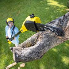 Best Tree and Shrub Care  in Hasbrouck Heights, NJ