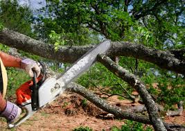 Best Tree Disease Treatment  in Hasbrouck Heights, NJ